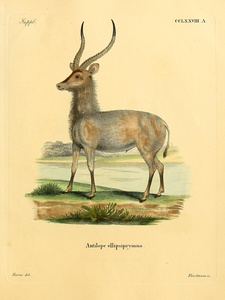 Waterbuck Antelope