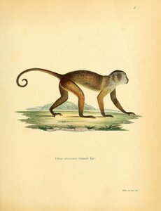 Wedge Capped Weeper Capuchin