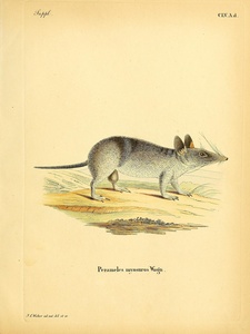 Western Barred Bandicoot