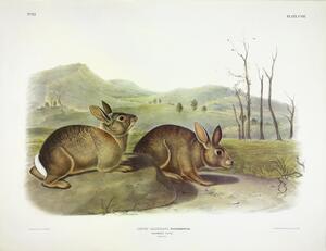 Western Brush Rabbit