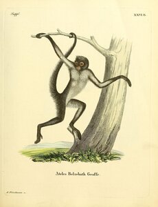 White Bellied Spider Monkey