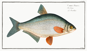 White Bream