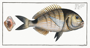 White Seabream Sargo