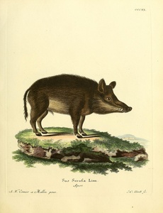 Wild Boar