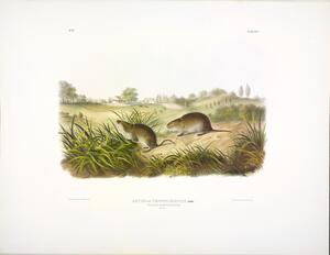 Wilson s Meadow Mouse