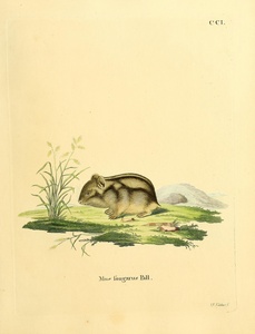 Winter White Dwarf Hamster