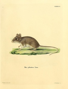 Wood Mouse