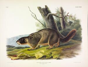 Yellow Bellied Marmot