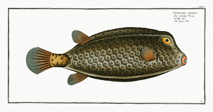 Yellow Boxfish