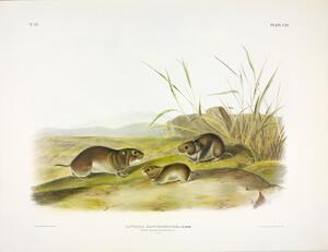 Yellow Cheeked Meadow Mouse
