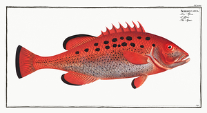 Yellowfin Grouper
