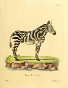 Zebra