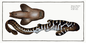 Zebra Shark