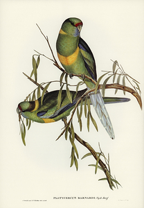 Australian Ringneck 2