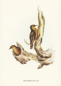 Rufous Treecreeper