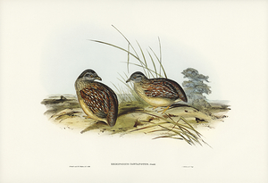 Chestnut Backed Buttonquail