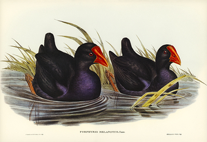 Australasian Swamphen