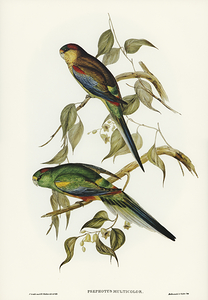 Mulga Parrot