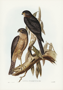 Collared Sparrowhawk