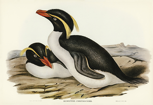 Fiordland Crested Penguin