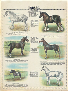 1912 Illustrated Horse Breed Chart Featuring Dozens of Distinct Breeds from Around the World Categorized by Origin and Use Highlighting Equine Diversity in Early 20th Century Equestrian Culture