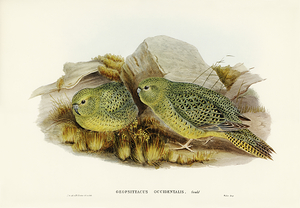 Night Parrot
