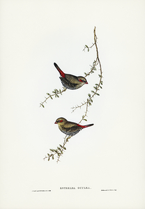 Red Eared Firetail