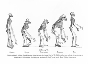 March Towards Progress – Timeline Chart of Human Evolution From Australopithecus to Modern Homo Sapiens Illustrating Physical and Cultural Development Across Prehistoric and Modern Eras