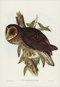 Greater Sooty Owl