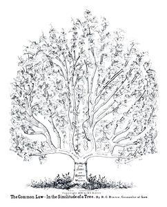 Tree of Law Educational Chart – Visual Diagram of the Historical Evolution and Branches of Law Systems Legal Philosophies and Institutional Development Across Civilizations