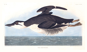 Plate 245 Uria Brunnichi Thick Billed Murre