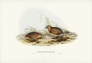Red Chested Buttonquail