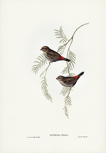 Beautiful Firetail