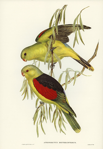 Red Winged Parrot