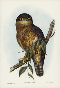 Rufous Owl