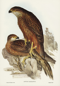 Red Goshawk