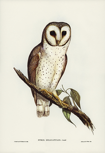 Western Barn Owl