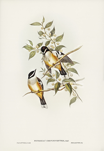 Buff Sided Robin