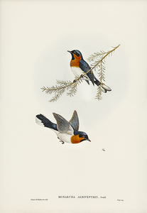 Spectacled Monarch