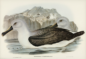 Grey Headed Albatross
