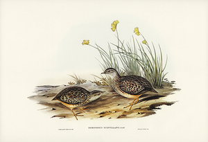 Painted Buttonquail