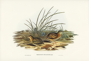 Red Backed Buttonquail