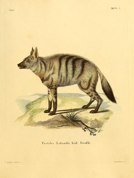 Aardwolf Print