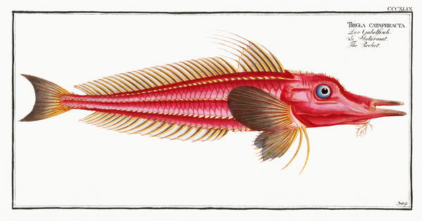 African Armoured Gurnard by History In Your Home