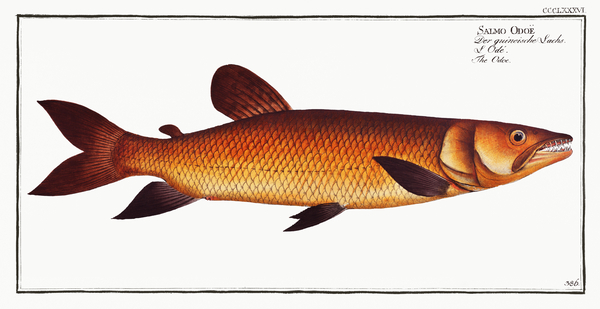 African Pike Characin by History In Your Home