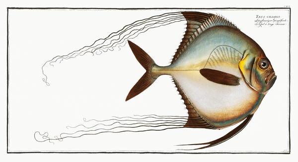 African Pompano Threadfin Trevally Pennant Fish by History In Your Home