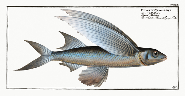 African Sailfin Flying Fish by History In Your Home