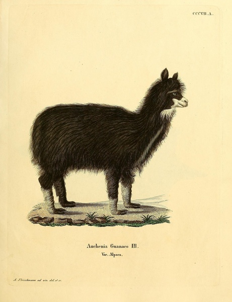 Alpaca Print