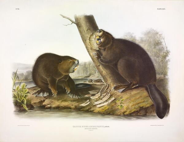 American Beaver Print