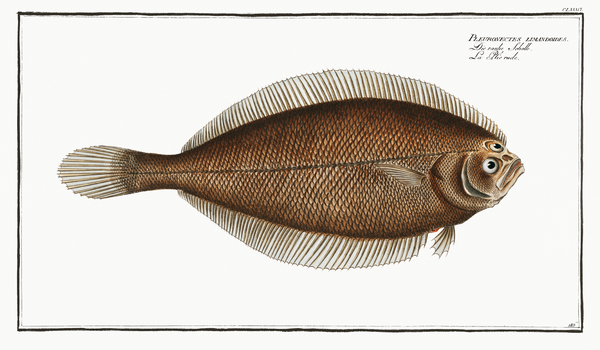American Plaice Sole by History In Your Home